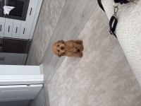 Maltipoo Cinsi Erkek