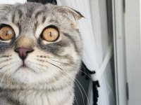 Çok uysal cana yakın scottish fold