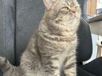 2 yaşında oyuncu british shorthair