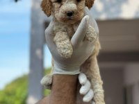 Maltipoo Yavrular Adrese Gönderim ve Kapıda Ödeme Vardır
