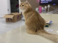 1,5 yaşında full şecereli british longhair