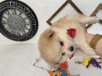 İki aylık dişi pomeranian spitz