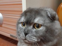 11 aylık scottish fold çok sakin ve sevecen