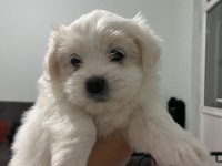 Maltipoo cinsi bebekler