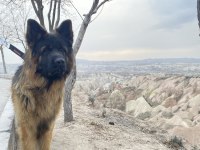 Uzun Tüylü Secereli Showline Yavrularımız