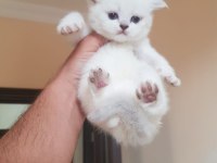 Scottish fold m beyaz mavi gözlü yavrular