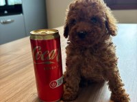 Ruhsatlı Köpek Çiftliğinden Toypoodle Yavrularımız