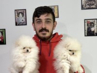 Ayı surat Pomeranian boo bebekler WC eğitimli