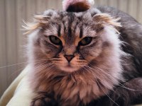 SAF KAN Scottish Fold Long Hair orijinal yavrular