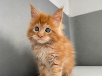 Mainecoon Secereli Faturalı Show Class Red Erkek 1 Aylık