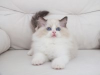 Full şecereli ragdoll yavruları