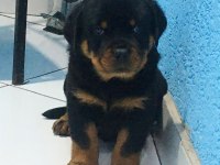 Macar koca kafa rottweiler bebekler