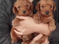 Tatlı poodle bebişler sızı bekliyor