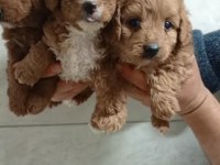 MİNİ MALTİPOO YAVRULAR