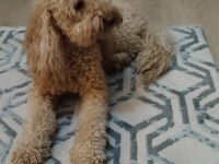 2,5 Yaşında Orjinal Toy Poodle