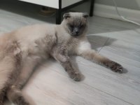 Uysal ve çocuk aşığı exotic shorthair