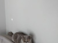 Yetişkin dişi scottish fold ve iran kedi