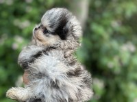 Merle pomeranian boo