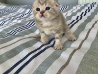 Yakışıklı erkek scottish fold