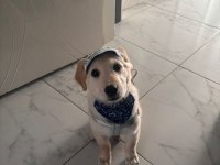GOLDEN RETRİEVER ERKEK YAVRU EĞİTİMLİ