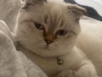 Scottish fold dişi kedimiz
