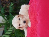 60 günlük orjinal golden retriever yavrular