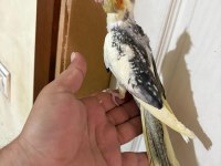 52 GÜNLÜK HARİKA BEBEK SULTAN