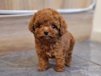 Red brown poodle yavrular orijinal ev üretimi