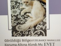 ACİL SOKAKTA BULUNDU KEDİMİZ SAHİPLENDİRİLECEKTİR