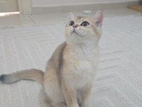 Güzel british shorthair kızım