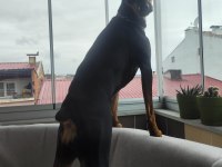 1 Yaşında Dişi Doberman
