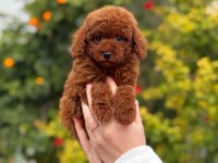 Saf kan toy poodle yavrularımız