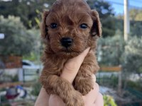 DARK/RED BROWN TOY POODLE YAVRULAR
