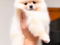 BİBLO POMERANİAN BOO