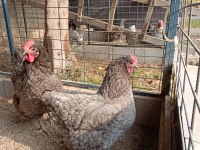 BLUE AUSTRALOP KULUÇKALIK YUMURTA