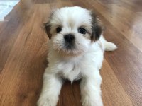 Çok tatlı shih tzu