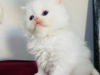 British Longhair Beyaz Yavru