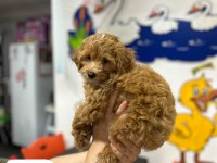 Maltipoo