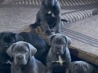 Izin Belgeli Üretim Çiftliğinden Cane Corso Kapıda Öde