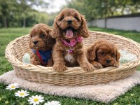 ANNE BABA ORJİNAL CAVAPOO YAVRULAR