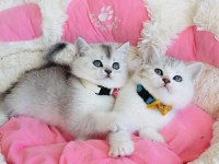 Özel bulunan Bicolor silver scotısh bebekleirm 