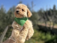 Orijinal maltipoo erkek yavrumuz