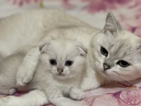 2 dişi ve 2 erkek ballı lokma yavru kediler