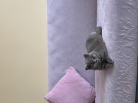 British shorthair lilak erkek sahiplendirilecek