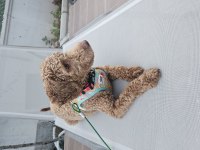 Poodle köpeğimiz 9 aylık