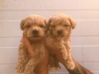 ORJİNAL BEBEK YÜZLÜ MALTİPOO YAVRULAR