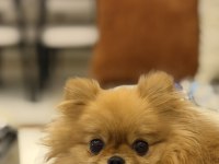 Pomeranian boo 1 yaşında
