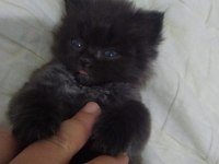 Scottish fold longhair kedi Bir buçuk aylık
