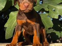 KIZIL SAFKAN DOBERMAN YAVRULARIMIZ