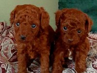 Toy poodle efsane bebekler